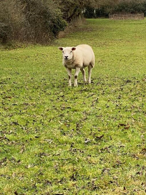 Eco-Friendly Dorset Cottage With Spa Set In Heart Of Countryside Sydling St Nicholas المظهر الخارجي الصورة